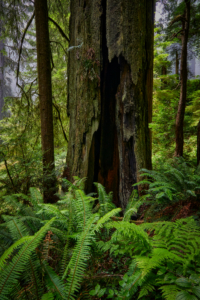 Redwoods National Park, California