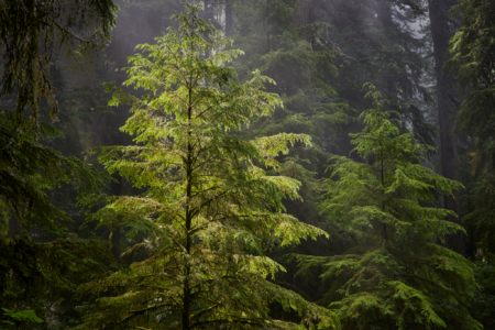 Redwoods National Park, California