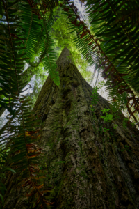 Redwoods National Park, California