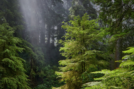 Redwoods National Park, California