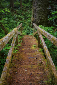 Redwoods National Park, California