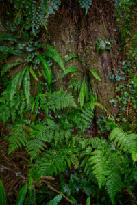 Redwoods National Park, California