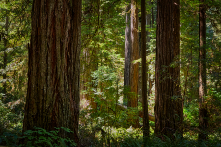 Redwoods National Park, California