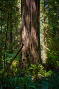 Redwoods National Park, California