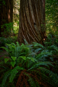 Redwoods National Park, California