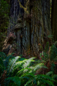 Redwoods National Park, California