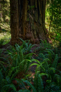 Redwoods National Park, California