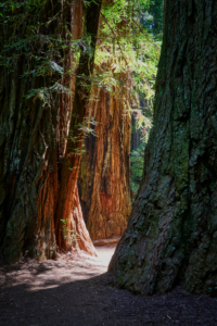 Redwoods National Park, California