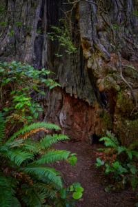 Redwoods National Park, California