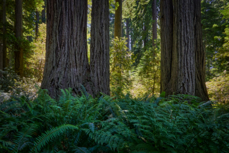 Redwoods National Park, California