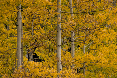 Kebler Pass, Colorado