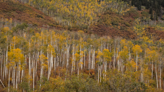 Kebler Pass, Colorado