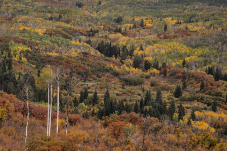 Kebler Pass, Colorado