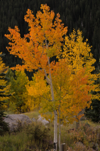 Kebler Pass, Colorado