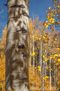 Autumn In Colorado