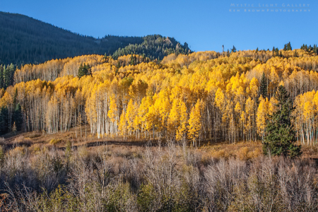 Autumn In Colorado