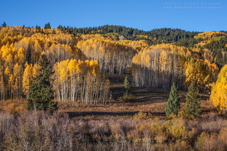 Autumn In Colorado