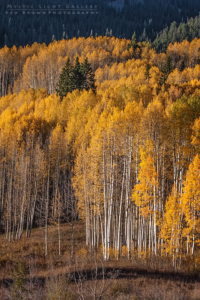 Autumn In Colorado