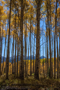 Autumn In Colorado