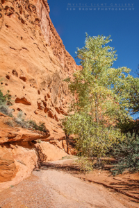Capital Reef National Park