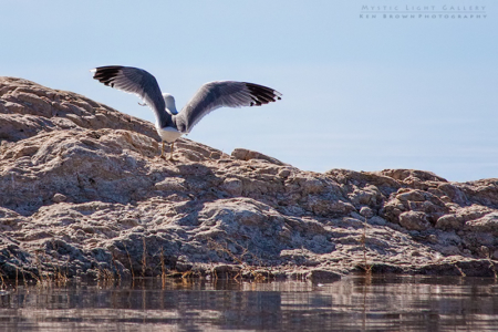 Antelope Island