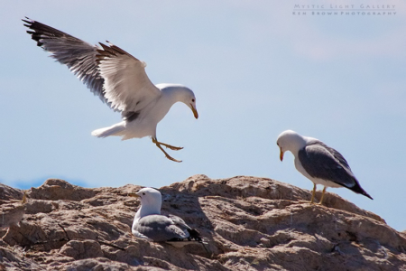 Antelope Island