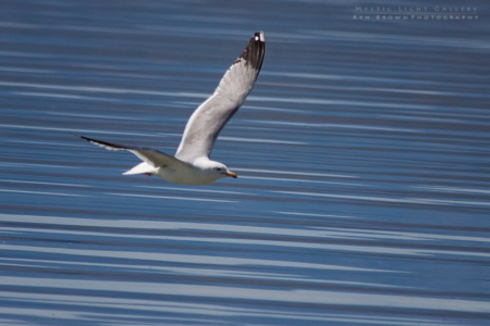 Antelope Island