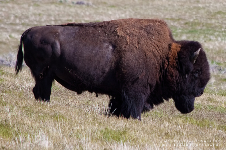 Antelope Island