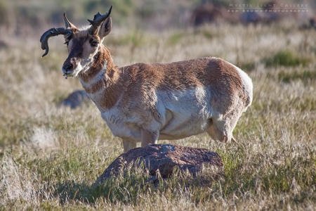 Antelope Island