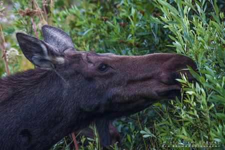 Grand Teton National Park