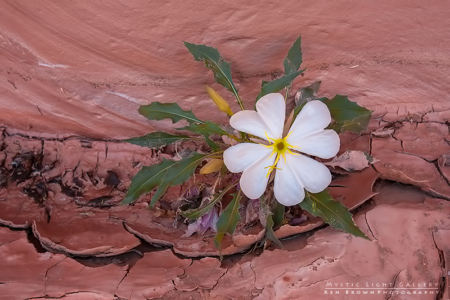 White Hearts In The Desert