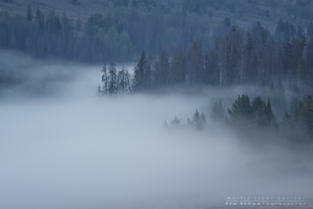 Trees InThe Fog