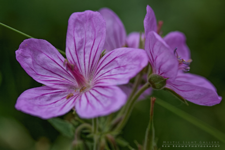 Sticky Geranium