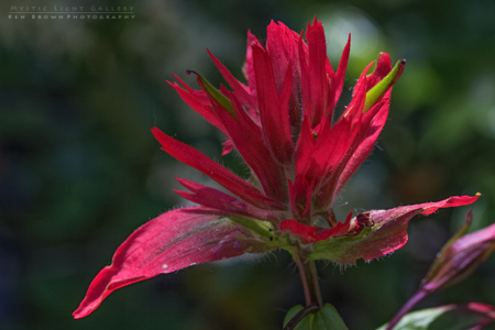 Indian Paintbrush