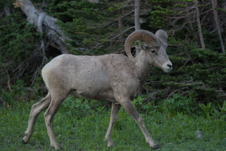 Glacier National Park, MT