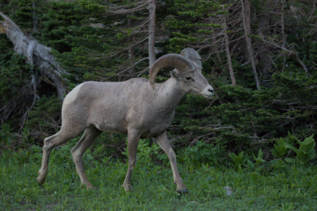 Glacier National Park, MT