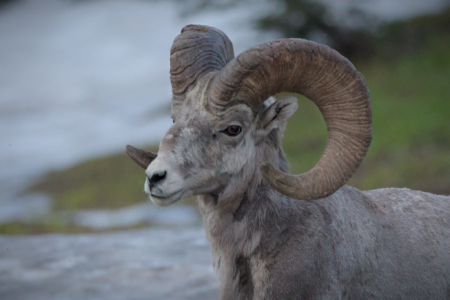 Glacier National Park, MT