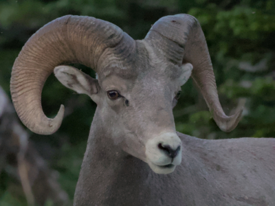 Glacier National Park, MT
