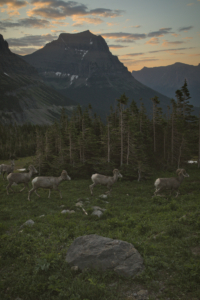 Glacier National Park, MT