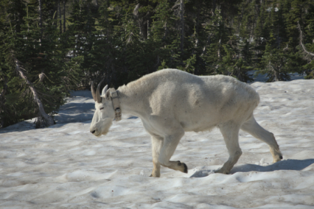 Glacier National Park, MT