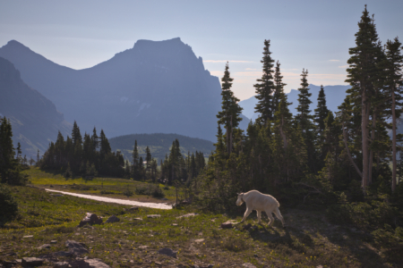 Glacier National Park, MT