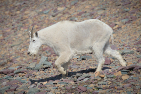 Glacier National Park, MT
