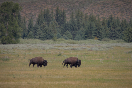 Grand Teton National Park, WY