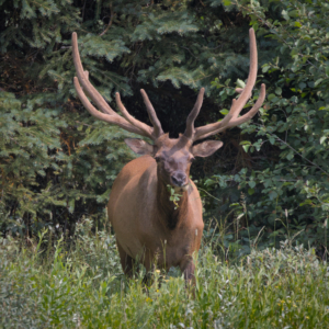 Grand Teton National Park, WY